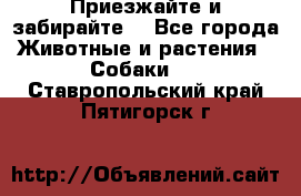 Приезжайте и забирайте. - Все города Животные и растения » Собаки   . Ставропольский край,Пятигорск г.